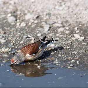 LINNET - drinking