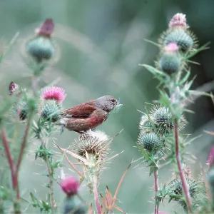 LINNET - feeding