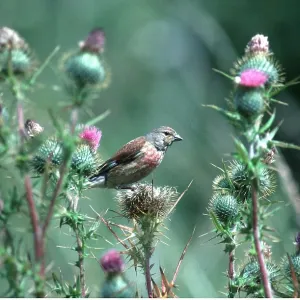 LINNET - male, sitting on thistle