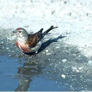 LINNET - male, standing at edge of water