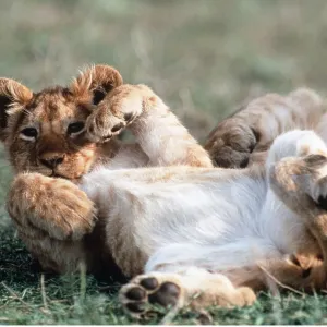 LION CUB - 2 month old cub lying on back