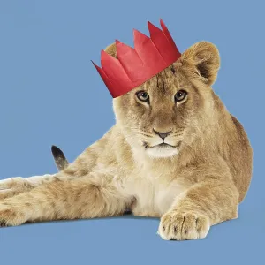 Lion cub (approx 16 weeks old) wearing Christmas party hat Lion cub (approx 16 weeks old) wearing Christmas party hat