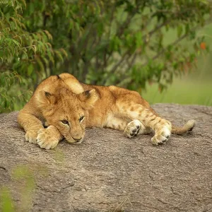 Lion cub (Panthera leo) sitting on a rock Lion cub (Panthera leo) sitting on a rock