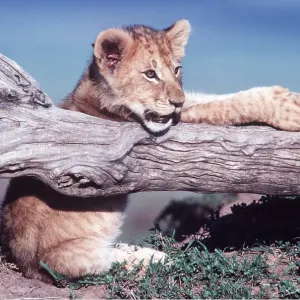 LION - cub, resting on log LION - cub, resting on log