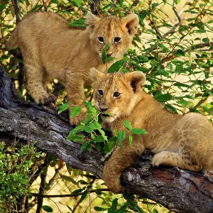Lion cubs - at play on a tree Lion cubs - at play on a tree