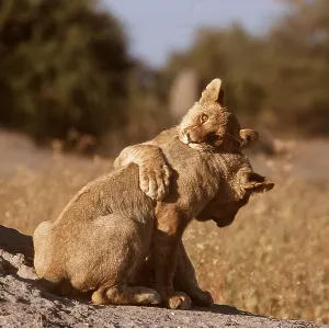 LION - two cubs playing LION - two cubs playing