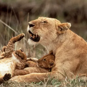 LION - lioness / female & 2 month old cubs