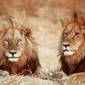 LION - two male resting LION - two male resting