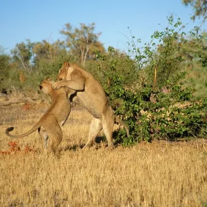 LION - pair play-fighting LION - pair play-fighting