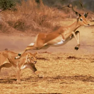 LION, Panthera leo - Chasing impala, Aepyceros melampus LION, Panthera leo - Chasing impala, Aepyceros melampus