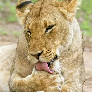 Lion Lion