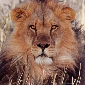 Lion Lion