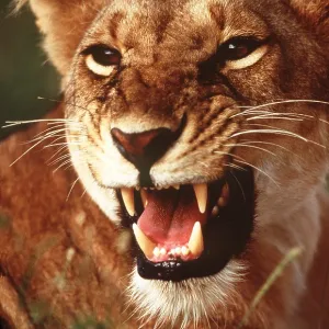 LION - single lioness / female