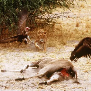 LION - single lioness / female chasing hooded vultures LION - single lioness / female chasing hooded vultures