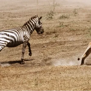 LION - single lioness / female chasing zebra in