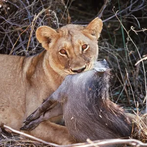 LION - single lioness / female with dead warthog LION - single lioness / female with dead warthog