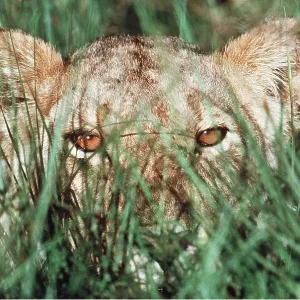 LION - single lioness / female head in grass watching prey LION - single lioness / female head in grass watching prey