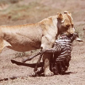 LION - single lioness / female with zebra foal kill