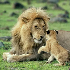LION - single male playing with cub LION - single male playing with cub