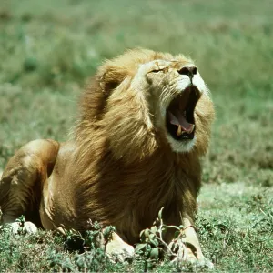 LION - single male roaring LION - single male roaring