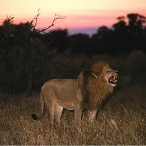 LION - single male roars, flehmen LION - single male roars, flehmen
