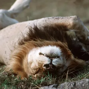 LION - single male sleeping on back LION - single male sleeping on back
