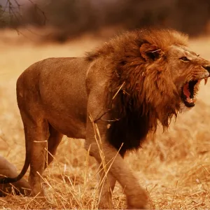 LION - single male, snarling LION - single male, snarling