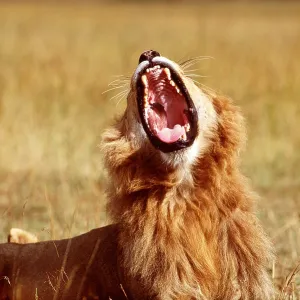 LION - single male, yawning LION - single male, yawning