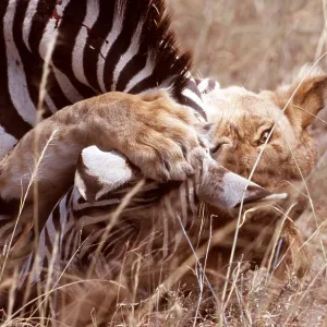 LION - suffocating zebra as prey