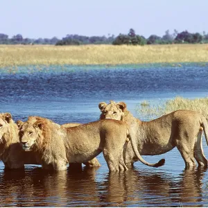 LION - three young males standing in water LION - three young males standing in water