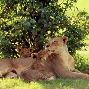 Lioness - with cubs Lioness - with cubs