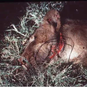 LIONESS snared by poachers LIONESS snared by poachers