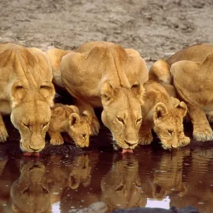 Lions and cubs - Drinking at waterhole Lions and cubs - Drinking at waterhole