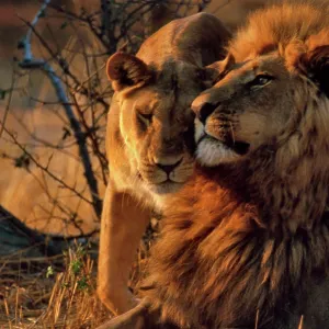Lions - Lioness greets male Lion Lions - Lioness greets male Lion
