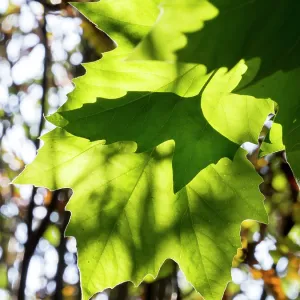 Back lit Sycamore leaves - UK Back lit Sycamore leaves - UK
