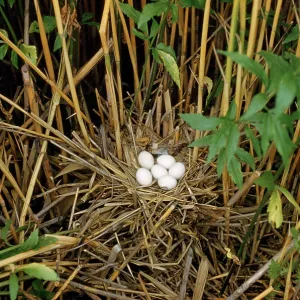 Little Bittern - nest with eggs Little Bittern - nest with eggs