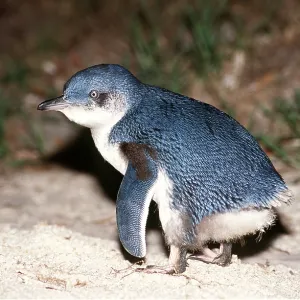 Little Blue / Fairy PENGUIN - juvenile Little Blue / Fairy PENGUIN - juvenile