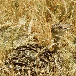 LITTLE BUSTARD - in grass LITTLE BUSTARD - in grass