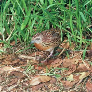Little Button Quail Little Button Quail