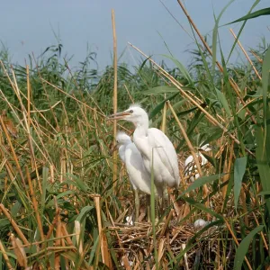 Little Egret - at nest Little Egret - at nest