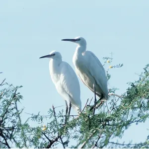 LITTLE EGRETS - x two, on branch