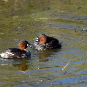 Little Grebe / Dabchick courting pair Little Grebe / Dabchick courting pair