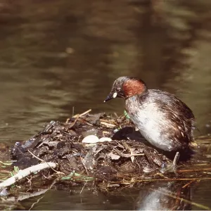 LITTLE GREBE / DABCHICK - at nest with eggs LITTLE GREBE / DABCHICK - at nest with eggs