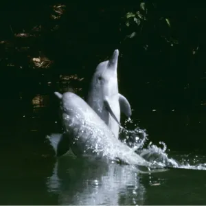 Little Grey / Tucuxi River Dolphin Little Grey / Tucuxi River Dolphin