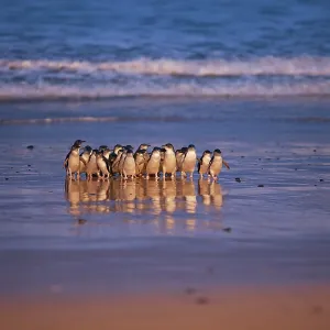 Little / Little Blue / Fairy Penguin - coming ashore on the