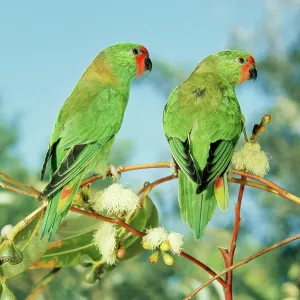 Little Lorikeet Little Lorikeet