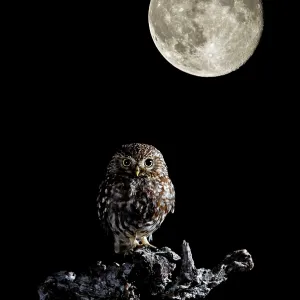 Little Owl - Adult perched on a branch looking at Little Owl - Adult perched on a branch looking at