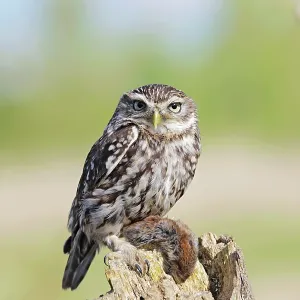 Little Owl - with bank vole prey Little Owl - with bank vole prey