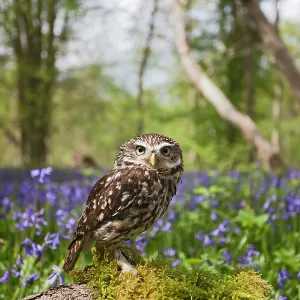 Little Owl - in bluebell wood Little Owl - in bluebell wood