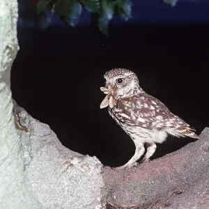 LITTLE OWL - with insect prey in beak LITTLE OWL - with insect prey in beak